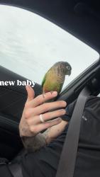 Lost Male Bird last seen fm 2920, spring stubebner, fall rd, Spring, TX 77388