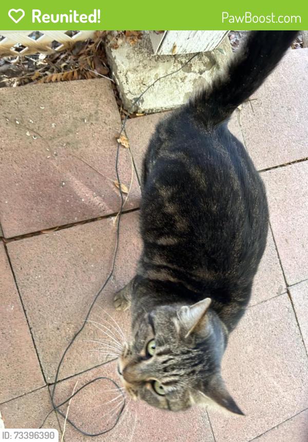 Reunited Female Cat last seen 179th Street East/Mossdale Avenue, Lake Los Angeles, CA 93535, Lake Los Angeles, CA 93591