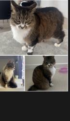 Lost Female Cat last seen Ferntree gully Hutton avenue, Ferntree Gully, VIC 3156