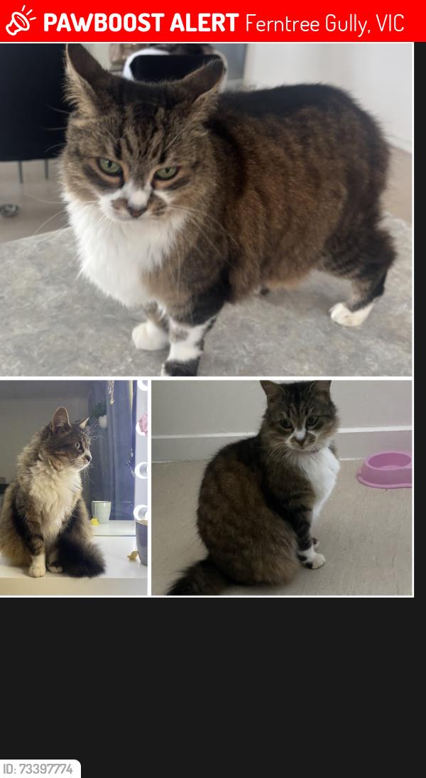 Lost Female Cat last seen Ferntree gully Hutton avenue, Ferntree Gully, VIC 3156