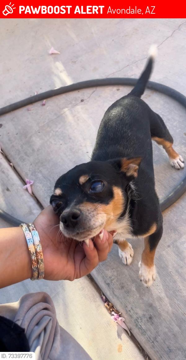 Lost Male Dog last seen Lower Buckeye and El Mirage rd, Avondale, AZ 85323