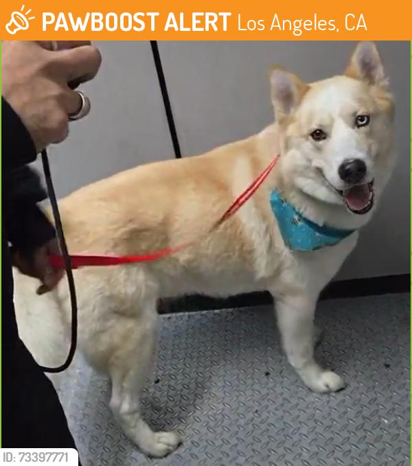 Found/Stray Unknown Dog last seen S Wilton Pl & W Slauson Ave, Los Angeles, CA 90062