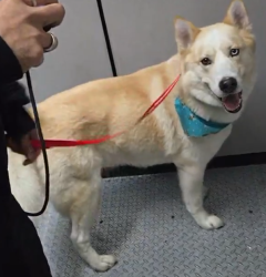 Found/Stray Unknown Dog last seen S Wilton Pl & W Slauson Ave, Los Angeles, CA 90062