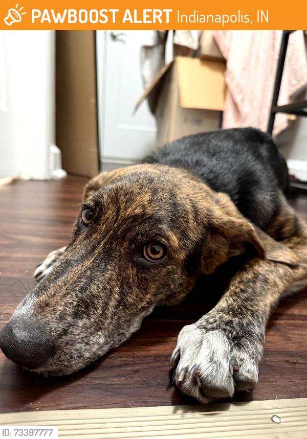 Found/Stray Unknown Dog last seen Stop 11 and Shelby St, Indianapolis, IN 46227