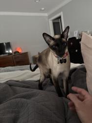 Reunited Male Cat last seen St patricks cemetary, Watertown, MA 02472