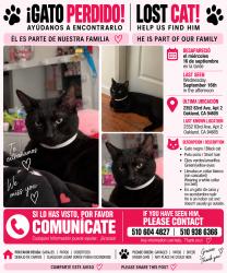 Reunited Male Cat last seen Near 83rd Ave, Oakland, CA 94605, USA, Oakland, CA 94605