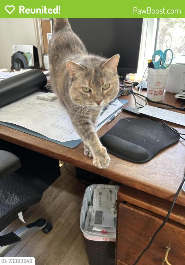 Reunited Female Cat last seen Windsor Road, Sandwich, MA 02563
