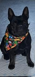 Lost Female Dog last seen Atheldene Road, Walton, England L4 6XD