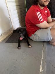 Found/Stray Female Dog last seen E sligh ave and Timmons rd Seffner, Thonotosassa, FL 33584