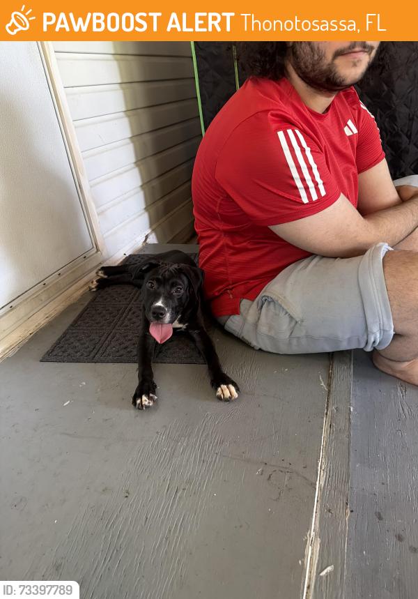 Found/Stray Female Dog last seen E sligh ave and Timmons rd Seffner, Thonotosassa, FL 33584