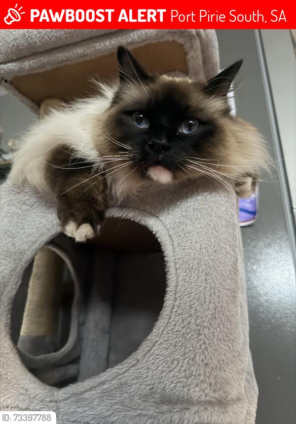 Lost Male Cat last seen Close to three chain road, Port Pirie South, SA 5540