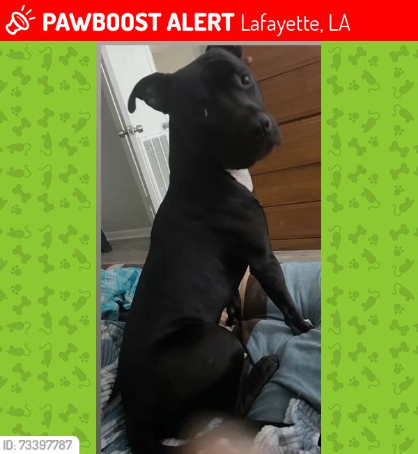 Lost Male Dog last seen Sycamore village, Lafayette, LA 70503
