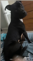Lost Male Dog last seen Sycamore village, Lafayette, LA 70503