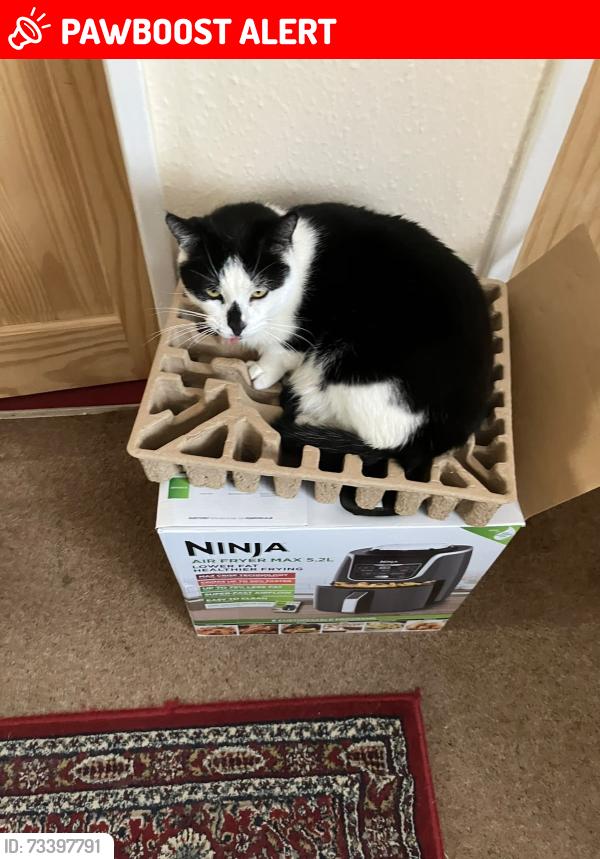 Lost Male Cat last seen Wolverley road bartley green, West Midlands, England 