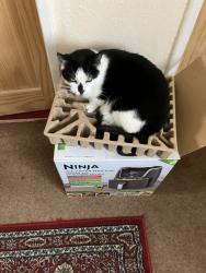 Lost Male Cat last seen Wolverley road bartley green, West Midlands, England 