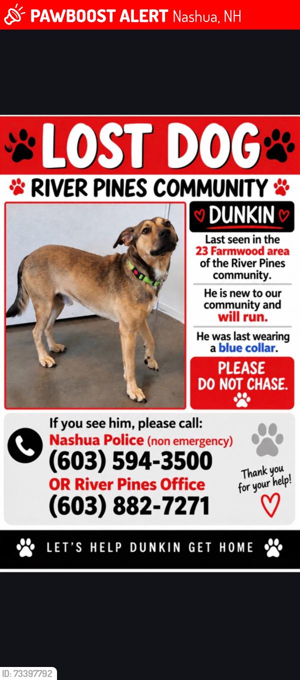 Lost Male Dog last seen River Pines, Nashua, NH 03062
