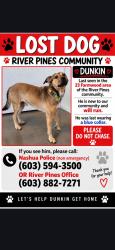 Lost Male Dog last seen River Pines, Nashua, NH 03062