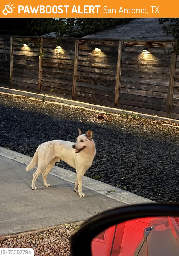 Found/Stray Male Dog last seen N Olive st & Lamar, San Antonio, TX 78238