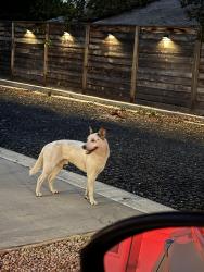 Found/Stray Male Dog last seen N Olive st & Lamar, San Antonio, TX 78238