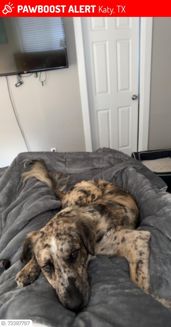 Lost Male Dog last seen Franz near walking trail/lake Katy oaks, Katy, TX 77493