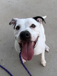 Shelter Stray Female Dog last seen CHARLOTTE, 8315 Byrum Dr, Charlotte, NC 28217, USA