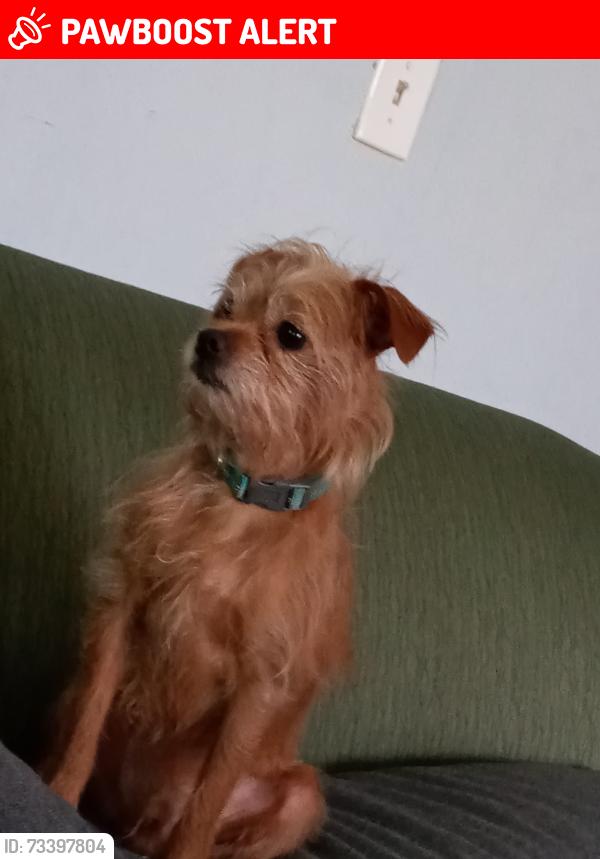 Lost Male Dog last seen Hwy 101, Spartanburg County, SC 29334