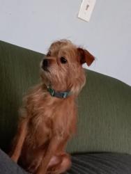 Lost Male Dog last seen Hwy 101, Spartanburg County, SC 29334