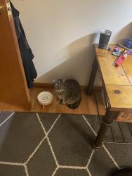 Reunited Female Cat last seen Fayette Street & Summer Street, Watertown, MA 02472