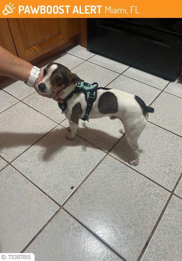 Found/Stray Male Dog last seen Near sw 16 St, Miami, FL 33155