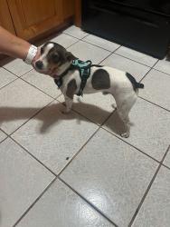 Found/Stray Male Dog last seen Near sw 16 St, Miami, FL 33155