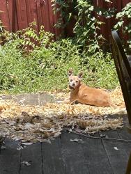 Reunited Female Dog last seen Near Beltline and Webb chapel, Carrollton, TX 75234