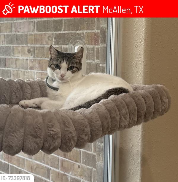 Lost Female Cat last seen Near Jefferson Ave/frontera area, McAllen, TX 78504
