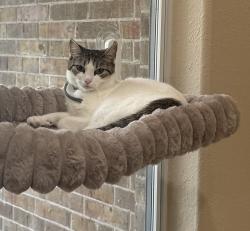 Lost Female Cat last seen Near Jefferson Ave/frontera area, McAllen, TX 78504