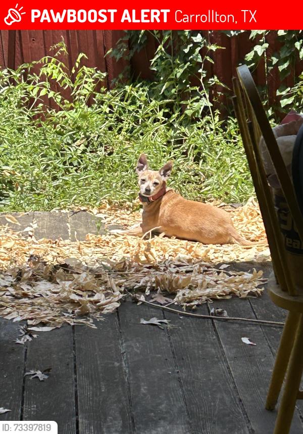 Lost Female Dog last seen Towerwood dr Carrollton, near Beltline and Webb Chapel, Carrollton, TX 75234
