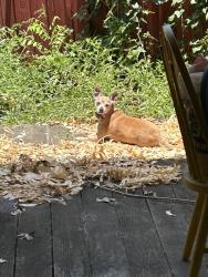 Lost Female Dog last seen Towerwood dr Carrollton, near Beltline and Webb Chapel, Carrollton, TX 75234