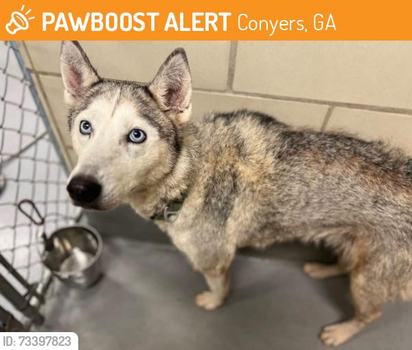 Found/Stray Unknown Dog last seen Located at Rockdale County Animal Service, 1506 Rockbridge Road, Conyers, GA 30012, Conyers, GA 30012