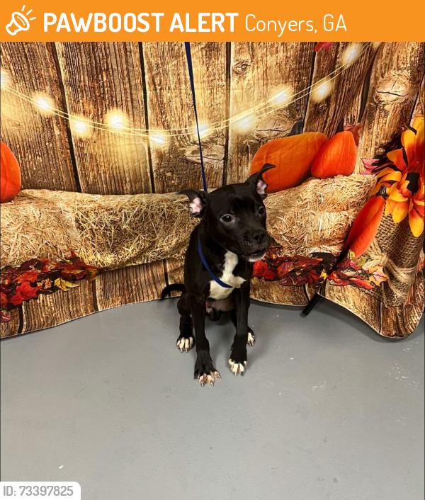 Found/Stray Unknown Dog last seen Located at Rockdale County Animal Service, 1506 Rockbridge Road, Conyers, GA 30012, Conyers, GA 30012