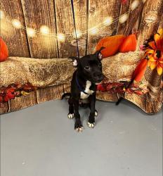 Found/Stray Unknown Dog last seen Located at Rockdale County Animal Service, 1506 Rockbridge Road, Conyers, GA 30012, Conyers, GA 30012