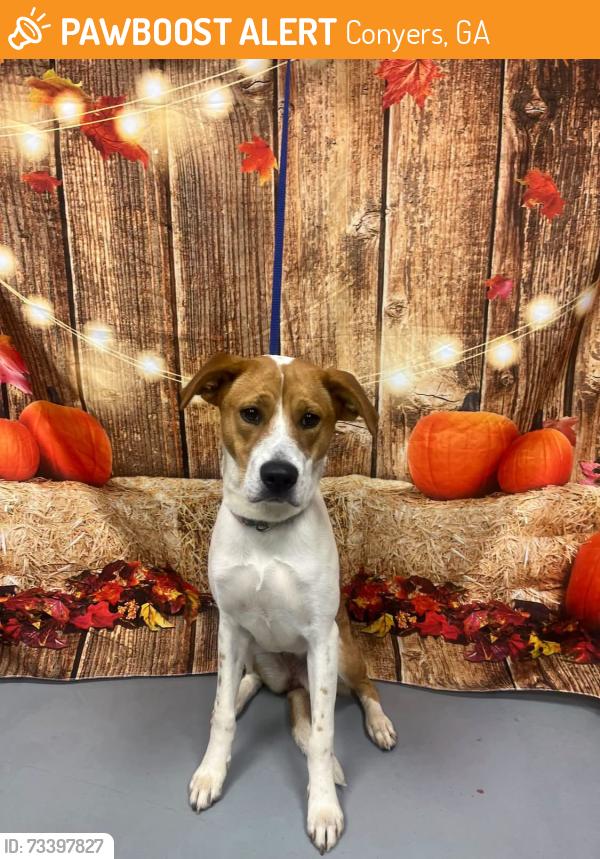 Found/Stray Unknown Dog last seen Located at Rockdale County Animal Service, 1506 Rockbridge Road, Conyers, GA 30012, Conyers, GA 30012