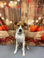 Found/Stray Unknown Dog last seen Located at Rockdale County Animal Service, 1506 Rockbridge Road, Conyers, GA 30012, Conyers, GA 30012