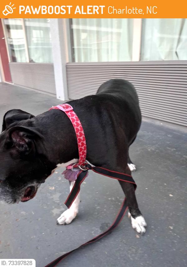 Found/Stray Female Dog last seen Red roof inn, Charlotte, NC 28214