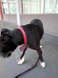Found/Stray Female Dog last seen Red roof inn, Charlotte, NC 28214