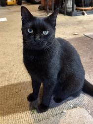 Found/Stray Unknown Cat last seen Kings highway and limeport pike, Zionsville, PA 18092