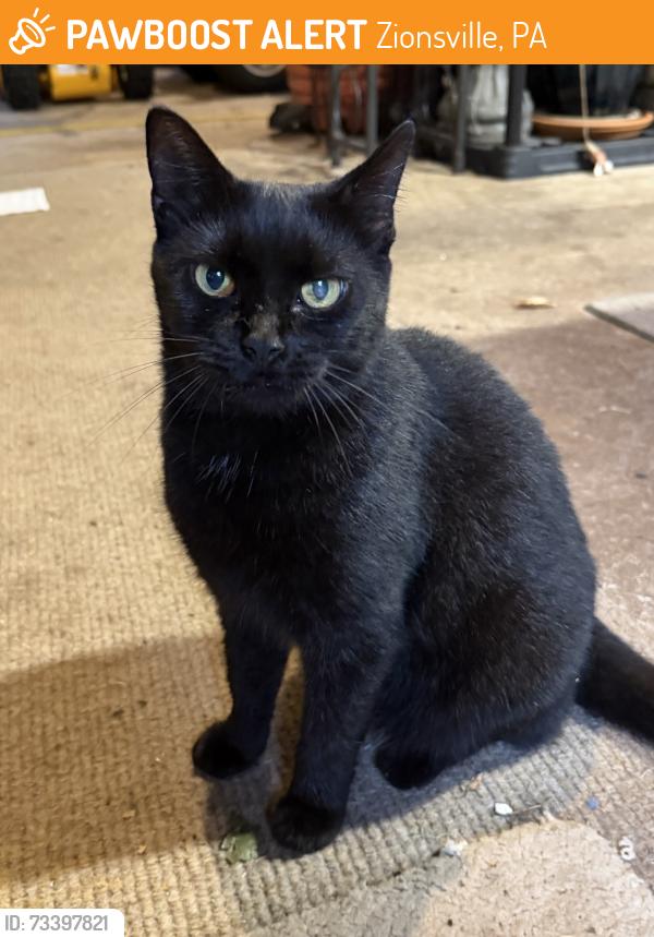 Found/Stray Unknown Cat last seen Kings highway and limeport pike, Zionsville, PA 18092