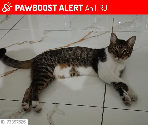 Lost Male Cat last seen Engenho d'água, Anil, RJ 