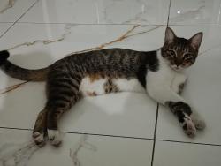 Lost Male Cat last seen Engenho d'água, Anil, RJ 