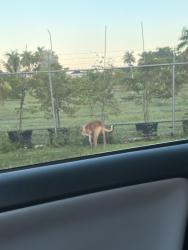 Found/Stray Male Dog last seen Its by the 4 stops close to the dad correctional going down the everglades, Homestead, FL 33034