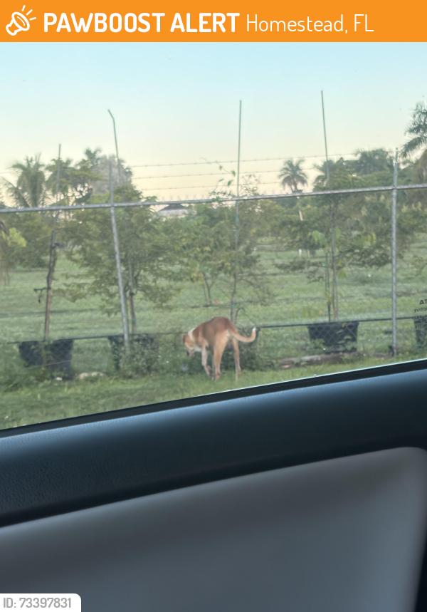 Found/Stray Male Dog last seen Its by the 4 stops close to the dad correctional going down the everglades, Homestead, FL 33034