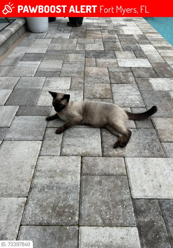 Lost Female Cat last seen Near the airport, Fort Myers, FL 33901