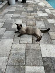 Lost Female Cat last seen Near the airport, Fort Myers, FL 33901